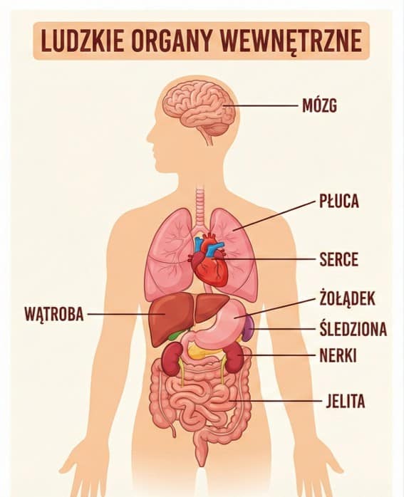 ludzkie organy